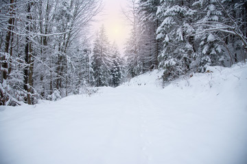 Snow covered trees in the winter forest