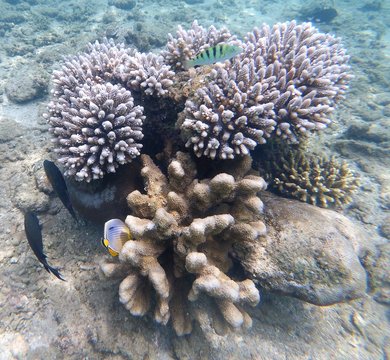 Corail et poissons tropicaux (Mayotte)