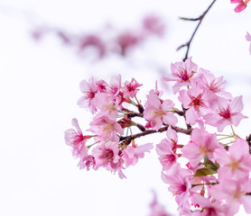 Beautiful cherry blossoms sakura tree bloom in spring isolated on white background, copy space, close up.