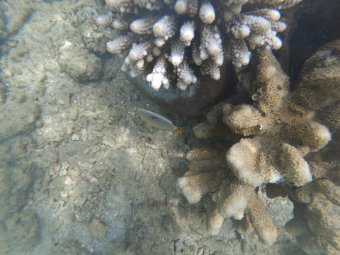 Corail et poissons tropicaux (Mayotte)