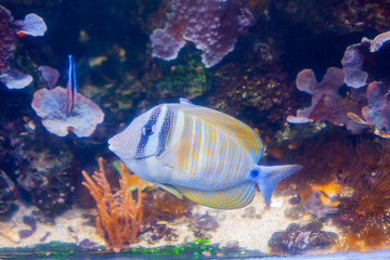 Naklejka na ściany i meble Regal angelfish - Pygopllites diacanthus. Wonderful and beautiful underwater world with corals and tropical fish.