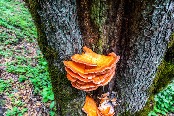 Orange mushrooms scientifically known as Laetiporus sulphureus, is a genus of edible mushrooms...