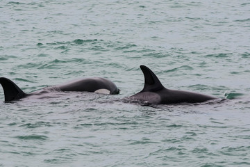 Fototapeta premium Orca attacking sea lions, Patagonia Argentina