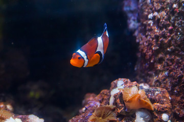 Fototapeta na wymiar Clown fish or anemone. Wonderful and beautiful underwater world with corals and tropical fish.