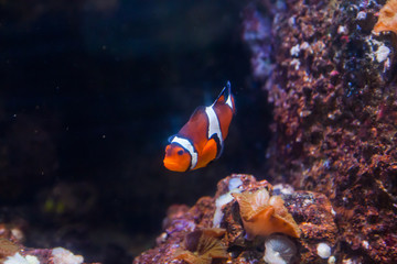 Fototapeta na wymiar Clown fish or anemone. Wonderful and beautiful underwater world with corals and tropical fish.