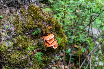 Orange mushrooms scientifically known as Laetiporus sulphureus, is a genus of edible mushrooms found throughout much of the world commonly known as sulphur shelf, chicken of the woods.