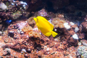 Yellow surgeon fish. Wonderful and beautiful underwater world with corals and tropical fish.