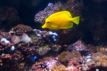 Fototapeta na wymiar Yellow surgeon fish. Wonderful and beautiful underwater world with corals and tropical fish.