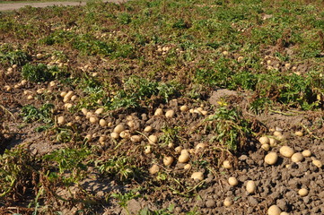 The beautiful Potato in farmland