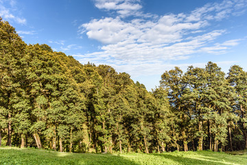 Hiking trek pathway & beautiful meadow in the dense Himalayan forest, 
