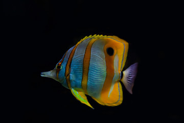 Naklejka premium Copperbanded Butterfly fish Chelmon Rostratus. Wonderful and beautiful underwater world with corals and tropical fish.