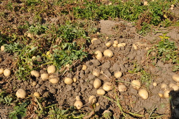 The beautiful Potato in farmland