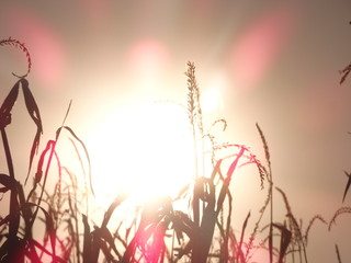 Corn Crops Against Shining Sun During Sunset