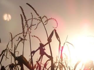 Corn Crops Against Shining Sun During Sunset