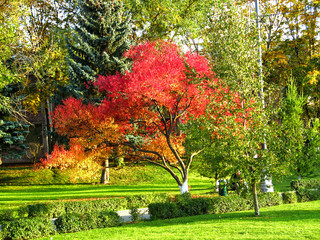 Naklejka premium tree