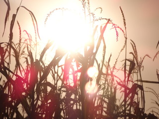Corn Crops Against Shining Sun During Sunset