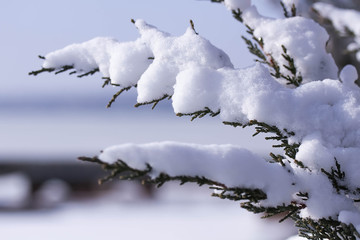Winter tree covered with snow as background. Close up