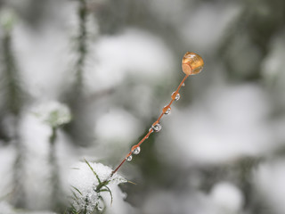 Eine reife gelbe Sporenkapsel einer Moospflanze im Schnee. Der Stiel ist mit Wassertropfen benetzt.
