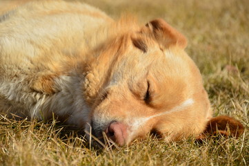 Fototapeta premium Golden Dog 