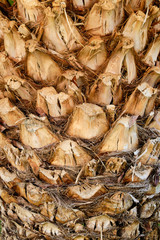 palm tree wooden texture background closeup