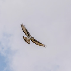 African hawk-eagle