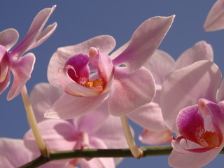 Obraz na płótnie Canvas Pink Orchid Bloom