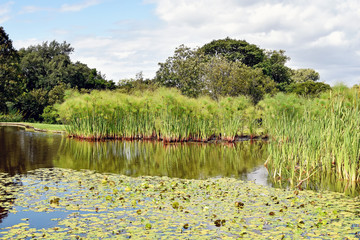 Kirstenbosch Botanical Garden - Capetown