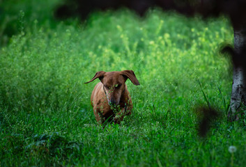 Rusty red Dachshund dog in green grass
