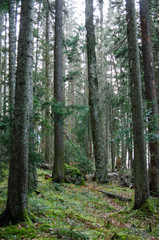 Fototapeta na wymiar Foggy Beech Forest