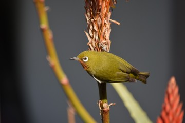 メジロとアロエの花～Japanese white eye & Aloe.
