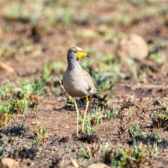 African Wattled Lapwing