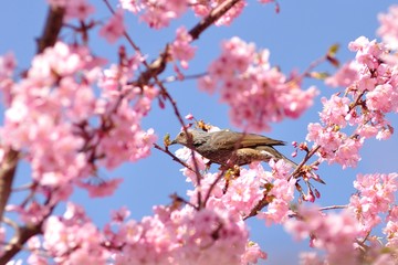 ヒヨドリとカワヅサクラ