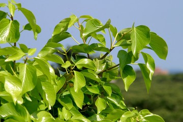 Green plant in Barcelona. Spain