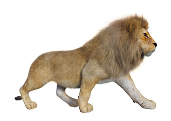 Obraz premium 3D Rendering Male Lion on White