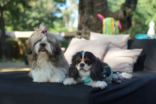 Shih tzu and Cavalier King Charles Spaniel dog sitting side by side on the daybed outdoor