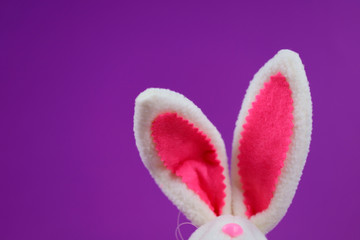 Easter background. White with red fur ears of Easter bunny on a purple background. Cropped shot, close-up, nobody, horizontal. Easter concept.