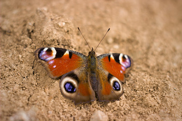 colorful butterfly resting on the ground