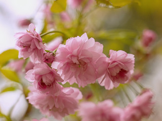 sakura blooming in the garden