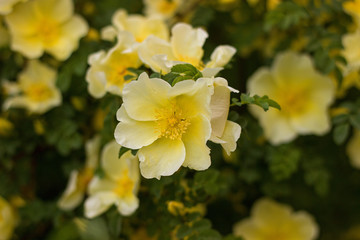 yellow rose blooming in the park