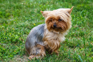 Little doggy yorkshire terrier on the grass