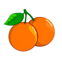 Illustration of Orange, Vector Illustration