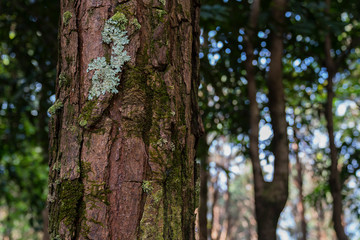Pine trunk with moss and lichen closeup forest background