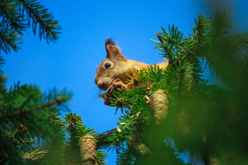 squirrel gnaws cones on top of a tree. wild nature. squirrel against a blue sky.