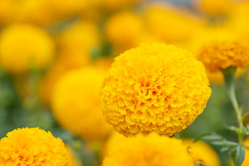Marigold flower blooming in a garden