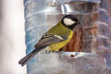 Small blue tit sitting on a bird feeder looking out. Big plastic bottle used as feeder for birds in winter.