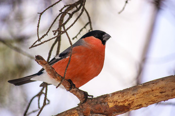 Common bird Bullfinch (Pyrrhula) with red breast sitting on snow maple branch. Close-up horizontal colorful image with copy space.