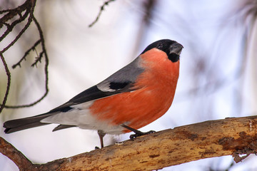Common bird Bullfinch (Pyrrhula) with red breast sitting on snow maple branch. Close-up horizontal...