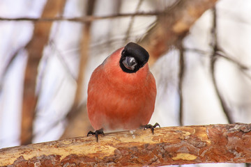 Common bird Bullfinch (Pyrrhula) with red breast sitting on snow maple branch. Close-up horizontal colorful image with copy space.