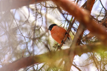 Common bird Bullfinch (Pyrrhula) with red breast sitting on snow maple branch. Close-up horizontal colorful image with copy space.