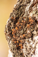 Bulbous bulging burl growth on tree trunk. initial growth stage.